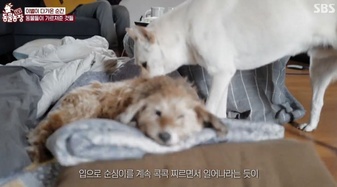 이효리 반려견 순심이가 죽기 전 다른 동물들이 보인 반응 | 인스티즈