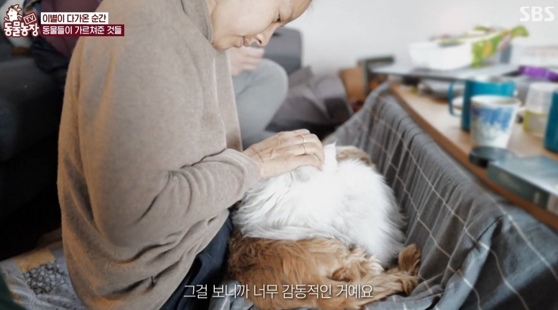 이효리 반려견 순심이가 죽기 전 다른 동물들이 보인 반응 | 인스티즈