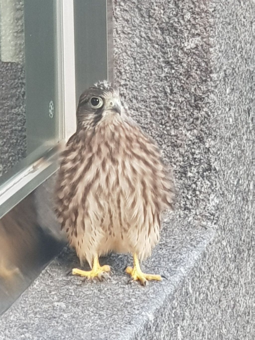 얼굴이 띨롱하게 생긴 애기털 덜 빠진 새 | 인스티즈