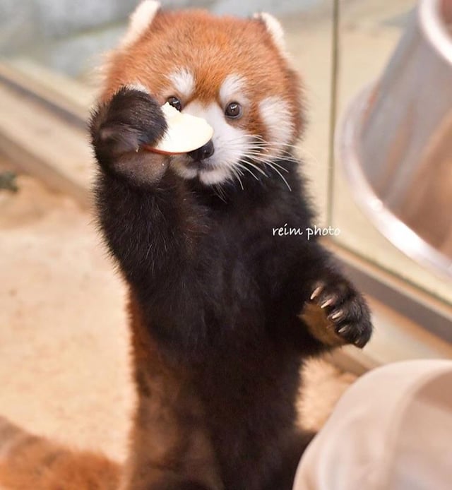 레서판다가 제일 좋아하는 과일 | 인스티즈