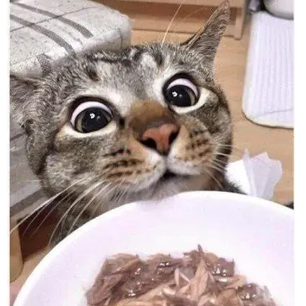 간식줄맛 나냥 | 인스티즈