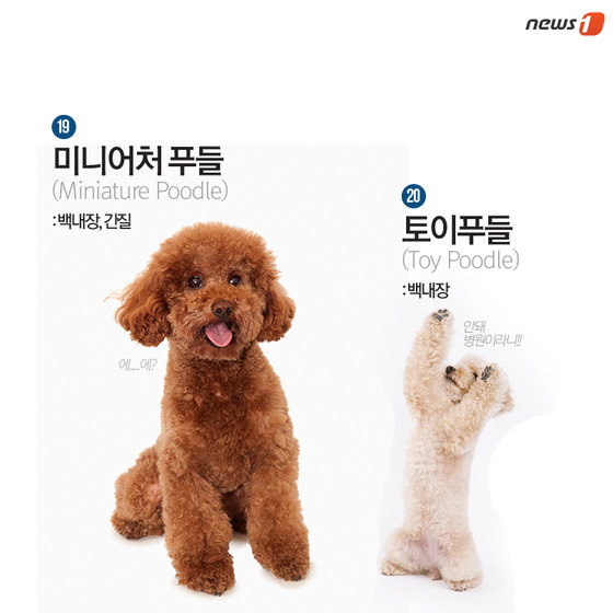 품종묘 보다 품종견에 관대한 사람들.jpg | 인스티즈