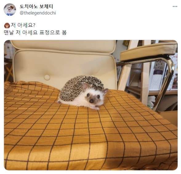 혹시 울햄스터 증명사진 가질 사람 | 인스티즈