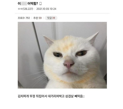 사람 음식에 관심 없다가 가끔 환장하는 집 고양이들 | 인스티즈