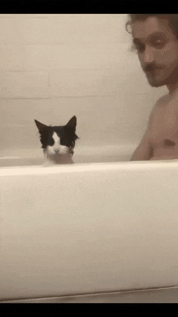 빡친 고양이 | 인스티즈