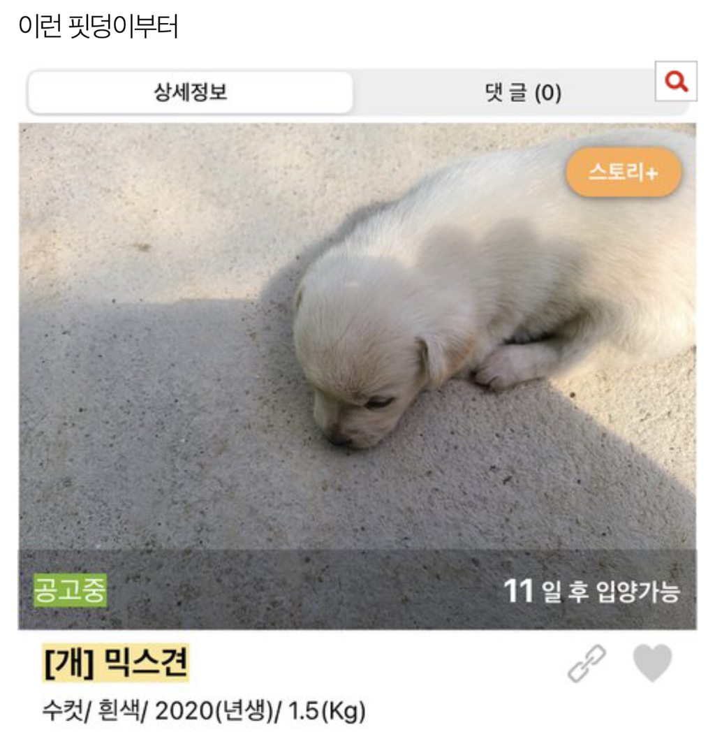 보호소에도 애기 많아 | 인스티즈