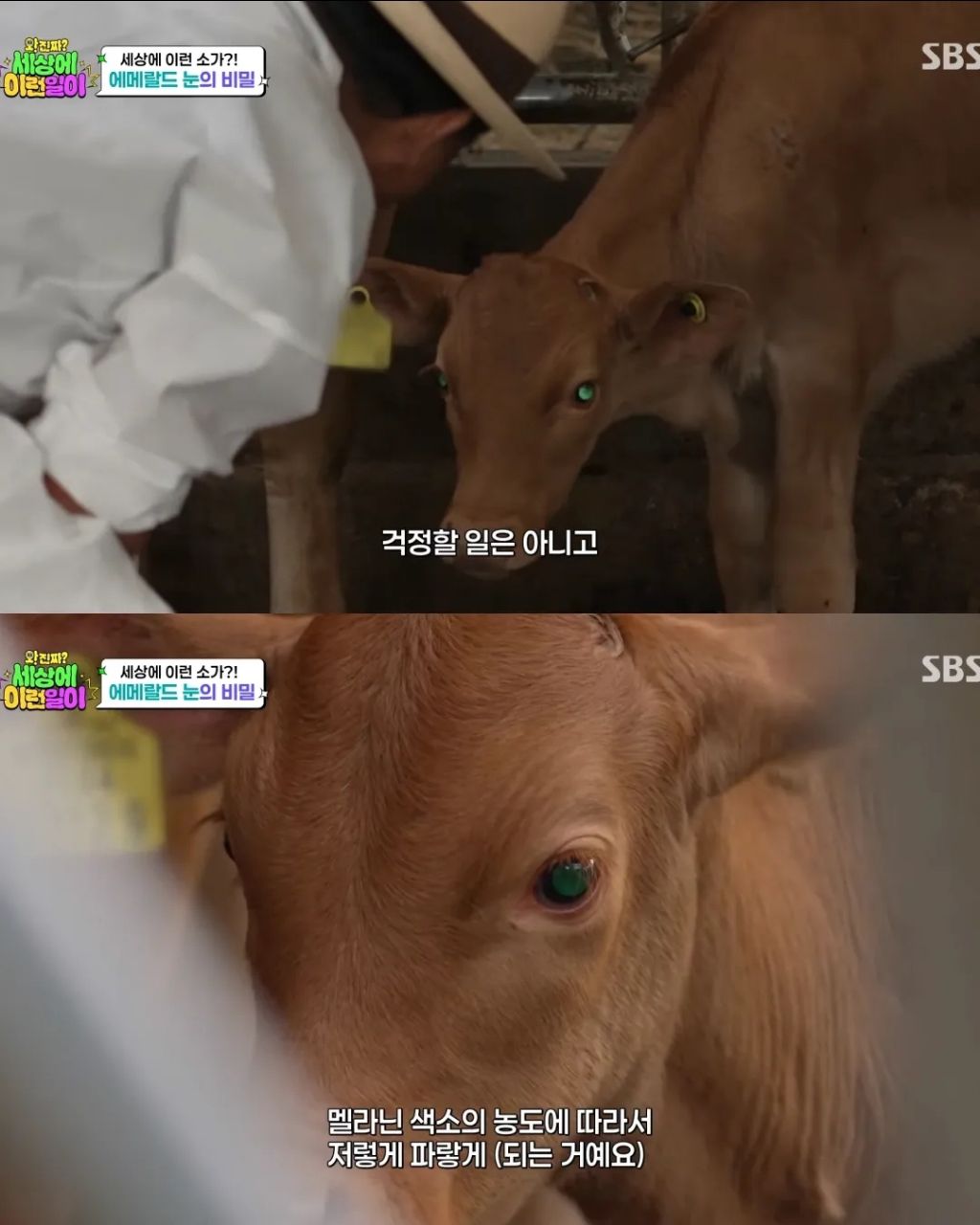 에메랄드 눈동자를 가진 k-송아지 | 인스티즈