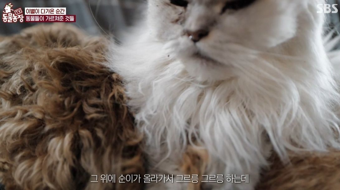 이효리 반려견 순심이가 죽기 전 다른 동물들이 보인 반응 | 인스티즈