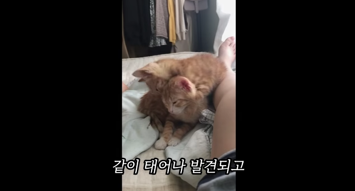 반려묘를 떠나보낸 유튜버가 올린 영상 | 인스티즈