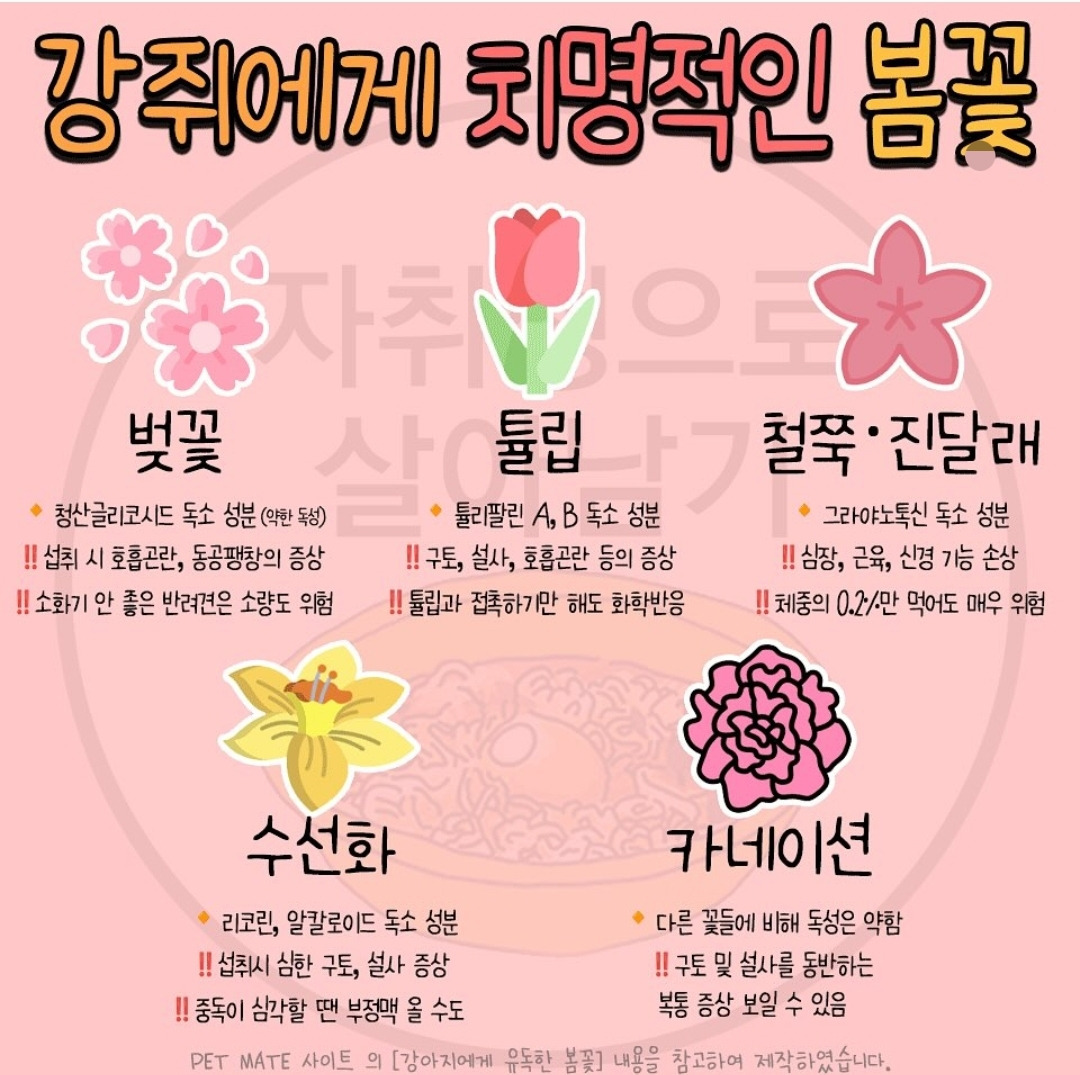 강아지가 먹지않게 주의해야하는 위험한 식물, 꽃 | 인스티즈