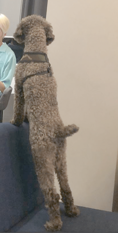 보는 사람도 행복해지는 강승윤 강아지 토르의 변화.jpg | 인스티즈