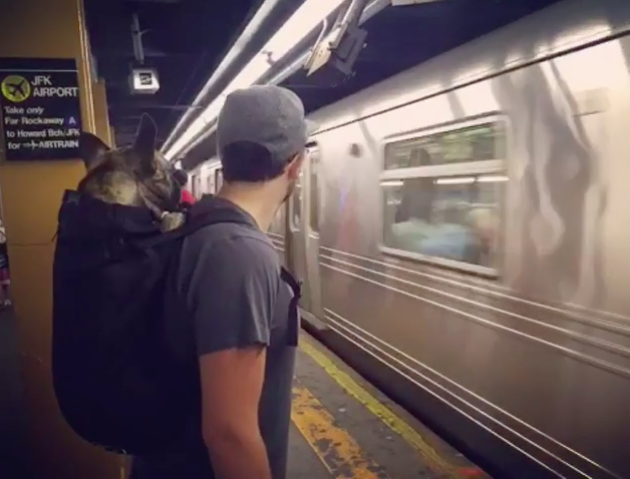 뉴욕에 사는 댕댕이들이 지하철 타는 법 | 인스티즈