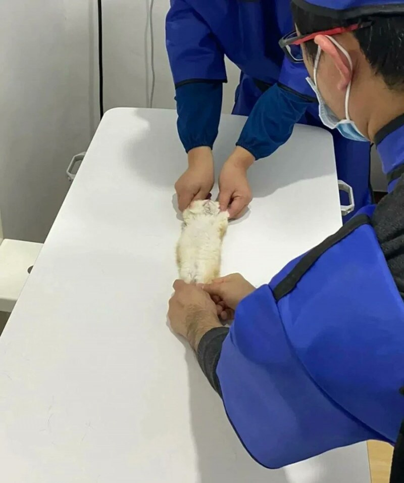 엑스레이 처음 찍어보는 새끼 고양이 | 인스티즈