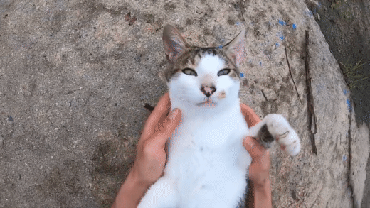 [hahaha] 냥이들 중에서 유독 봑봑봑 쓰다듬 당하는 냥이..jpgif | 인스티즈