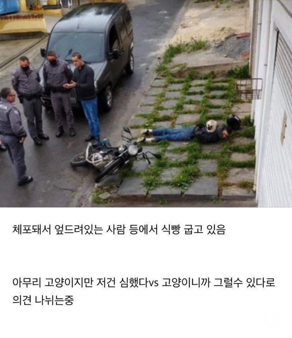 고양이니까 가능한 행동 | 인스티즈