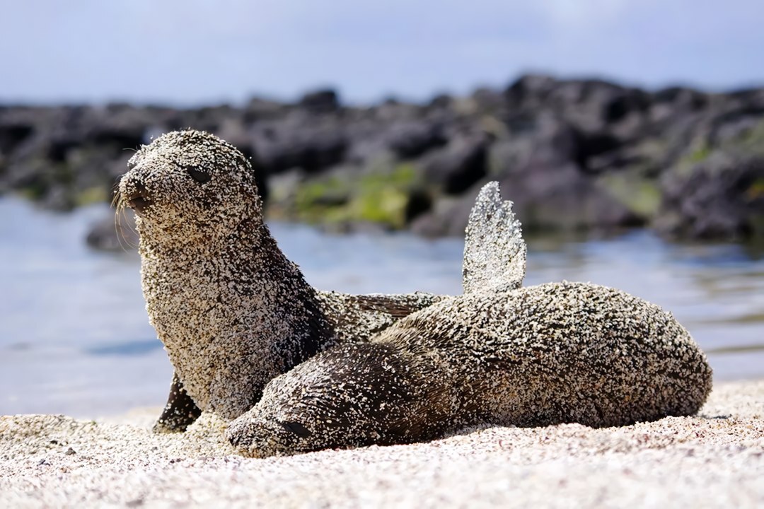 아기 바다사자의 자외선 차단법 | 인스티즈