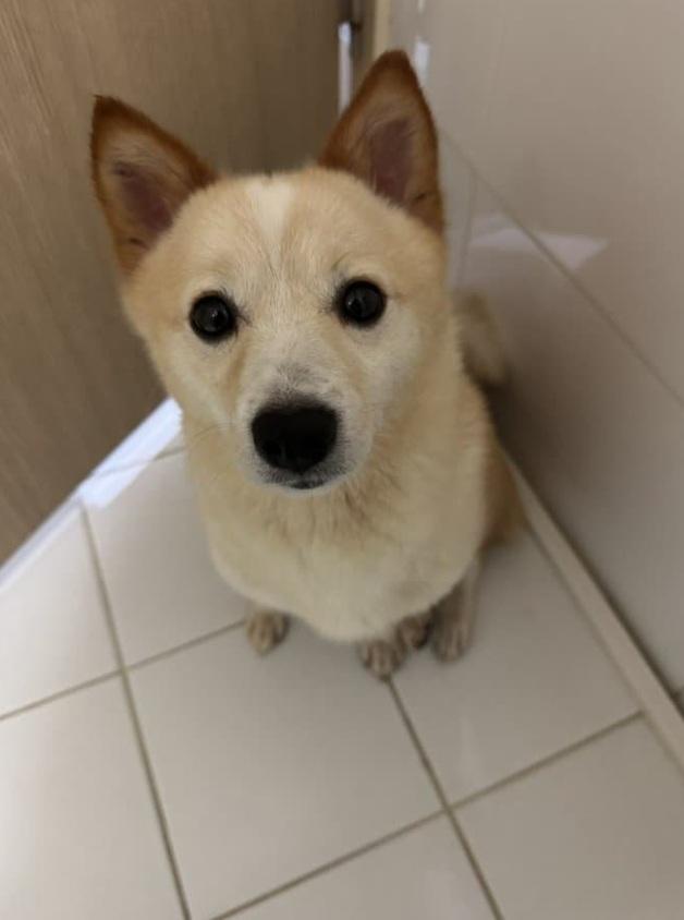 화장실까지 따라오는 댕댕이들 | 인스티즈