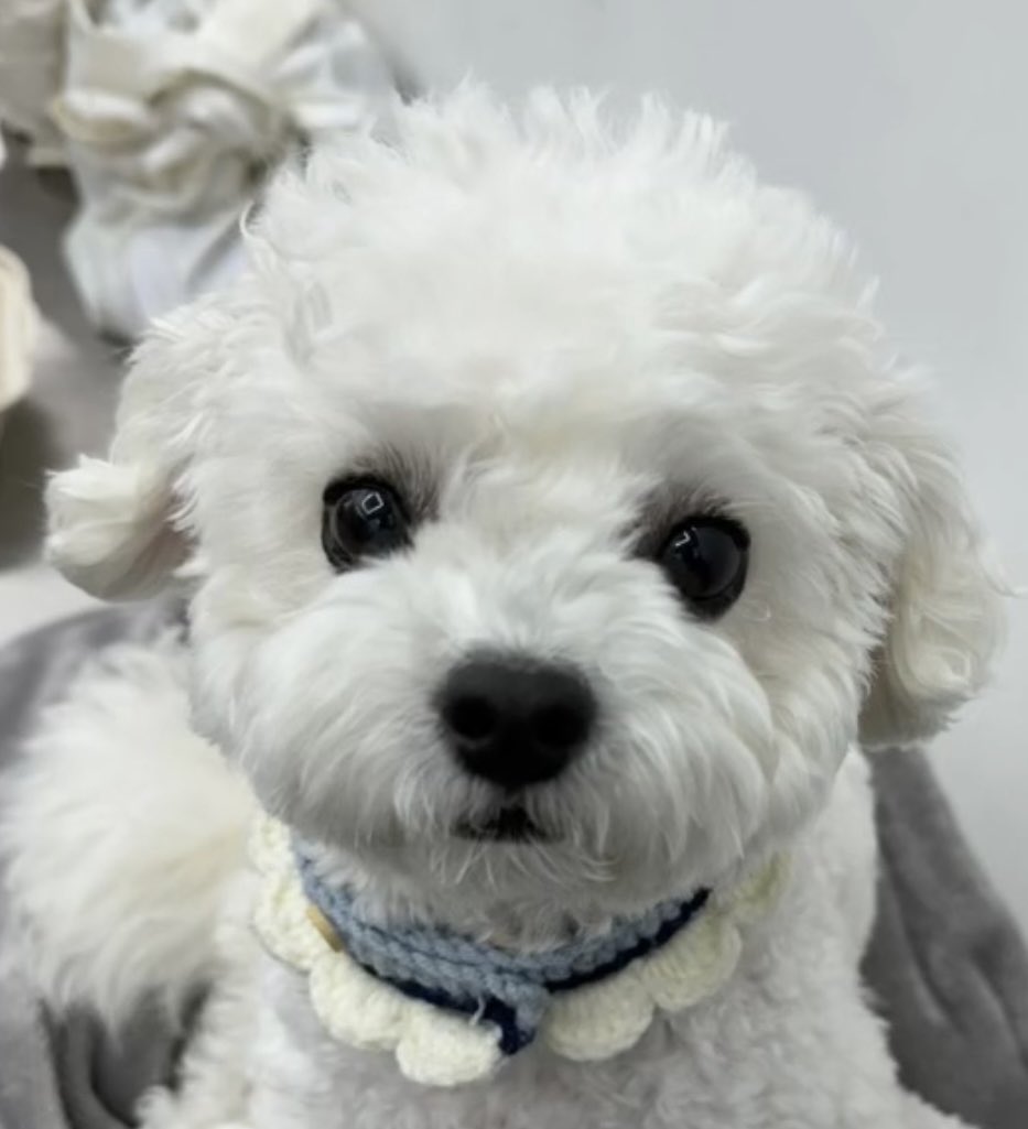 차은우 본인 강쥐 동동이랑 컨포찍음.jpg | 인스티즈