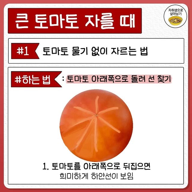 토마토 물기 없이 자르는 법 | 인스티즈