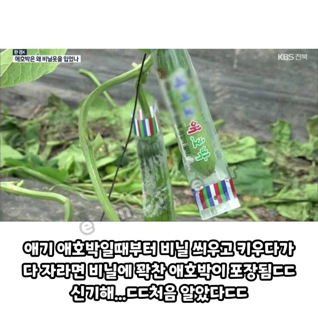 애호박은 포장지를 어쩜 그렇게 딱 달라붙게 포장했을까 | 인스티즈