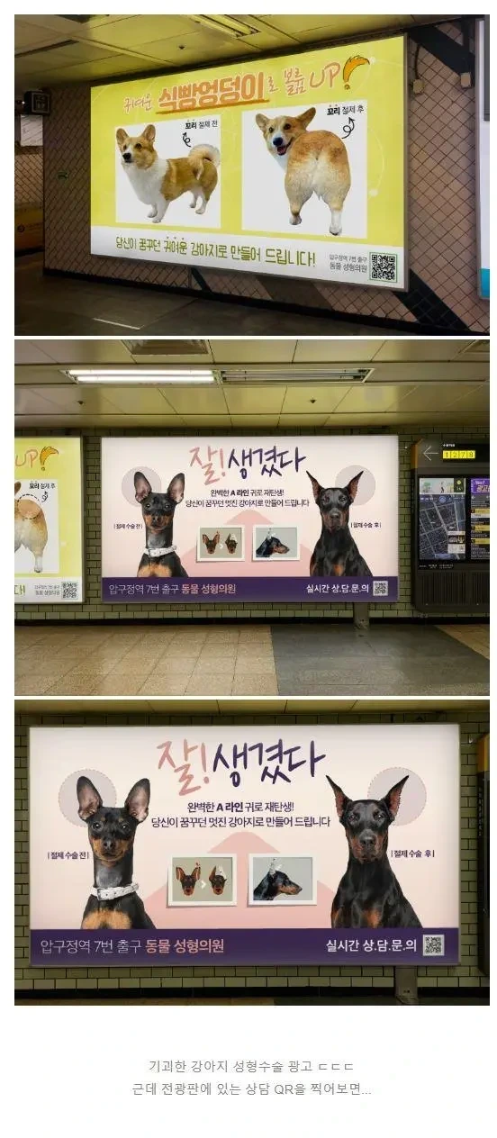 소름돋는 강아지 성형 광고.jpg | 인스티즈