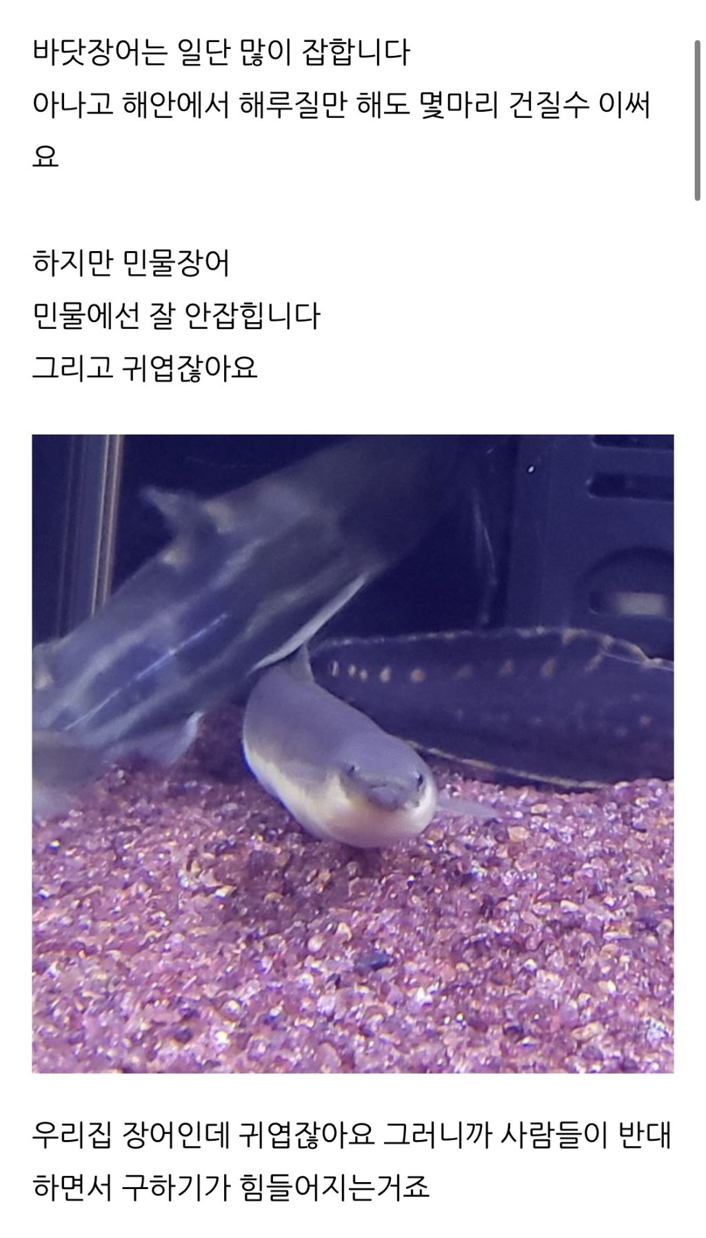 민물장어가 바다장어보다 비싼 이유 | 인스티즈