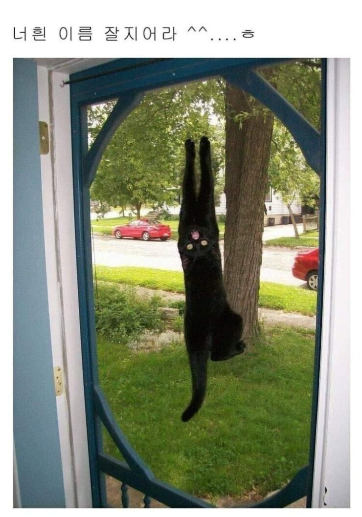 고양이 이름 잘 지어라.......... | 인스티즈