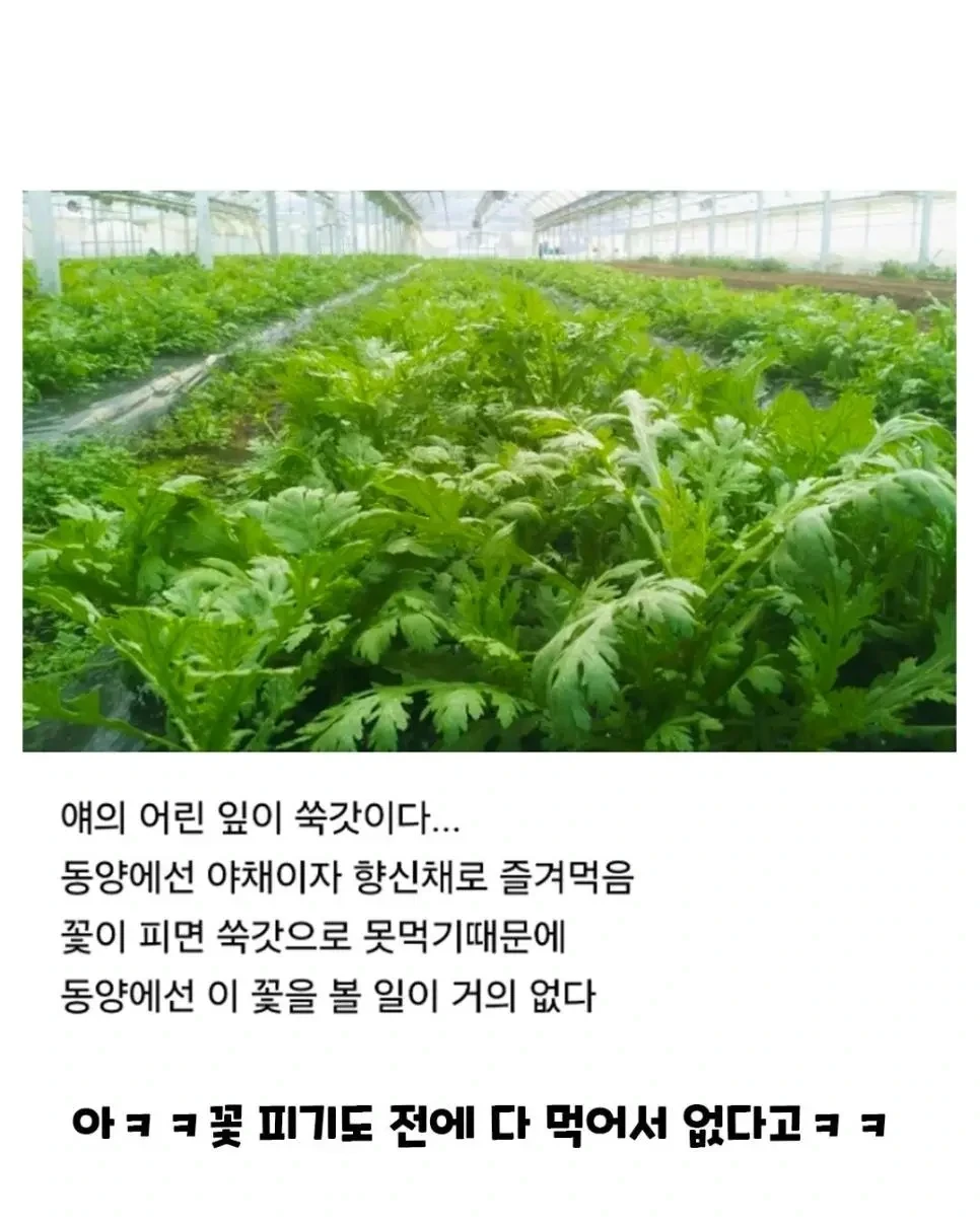 동서양에서 취급이 완전 다른 꽃 | 인스티즈