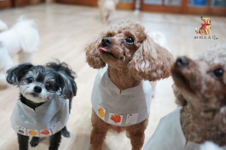 강아지 유치원의 수학여행 | 인스티즈