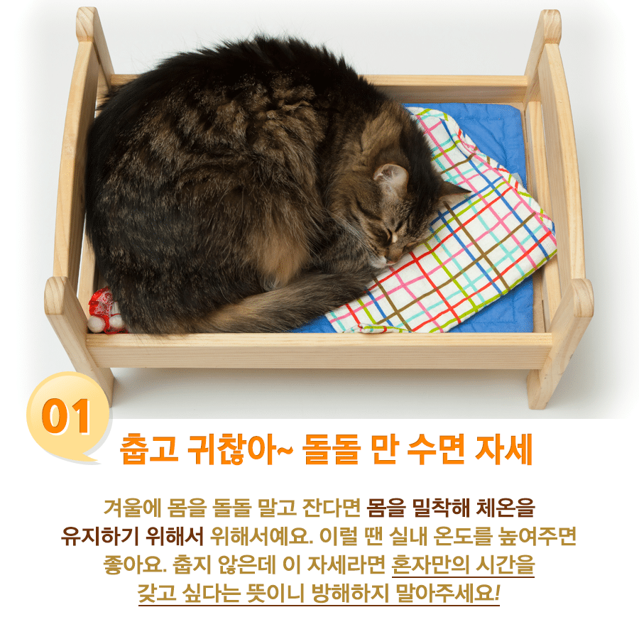 고양이 수면자세별 기분.jpg | 인스티즈