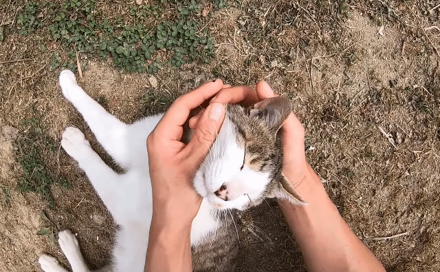 [hahaha] 냥이들 중에서 유독 봑봑봑 쓰다듬 당하는 냥이..jpgif | 인스티즈