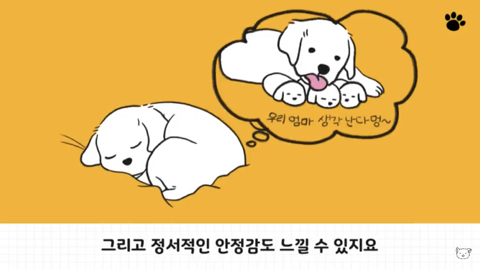 강아지 수면 자세 이유 | 인스티즈