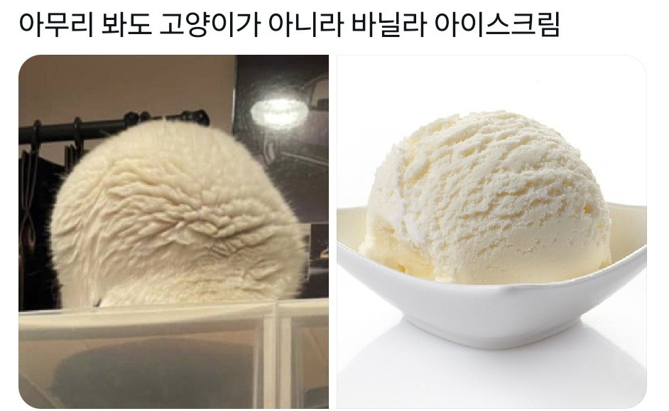 너 아이스크림이야 고양이야?! | 인스티즈