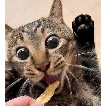 간식줄맛 나냥 | 인스티즈