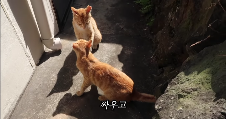 반려묘를 떠나보낸 유튜버가 올린 영상 | 인스티즈