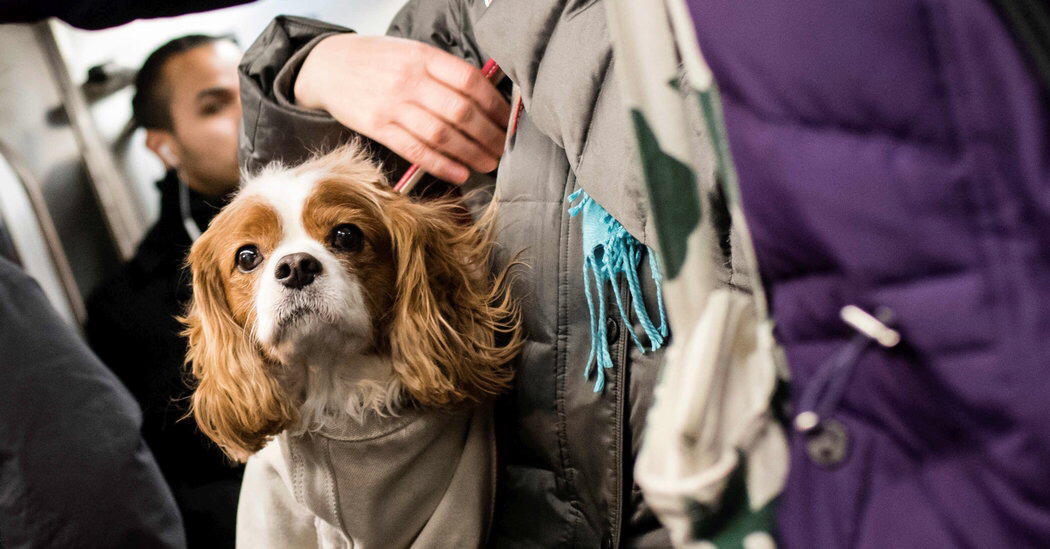 뉴욕에 사는 댕댕이들이 지하철 타는 법 | 인스티즈