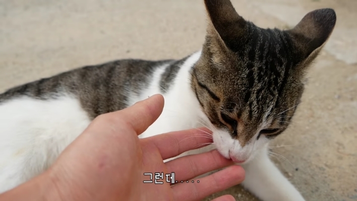 haha ha네 냥이들 질투 모먼트 모음.. | 인스티즈