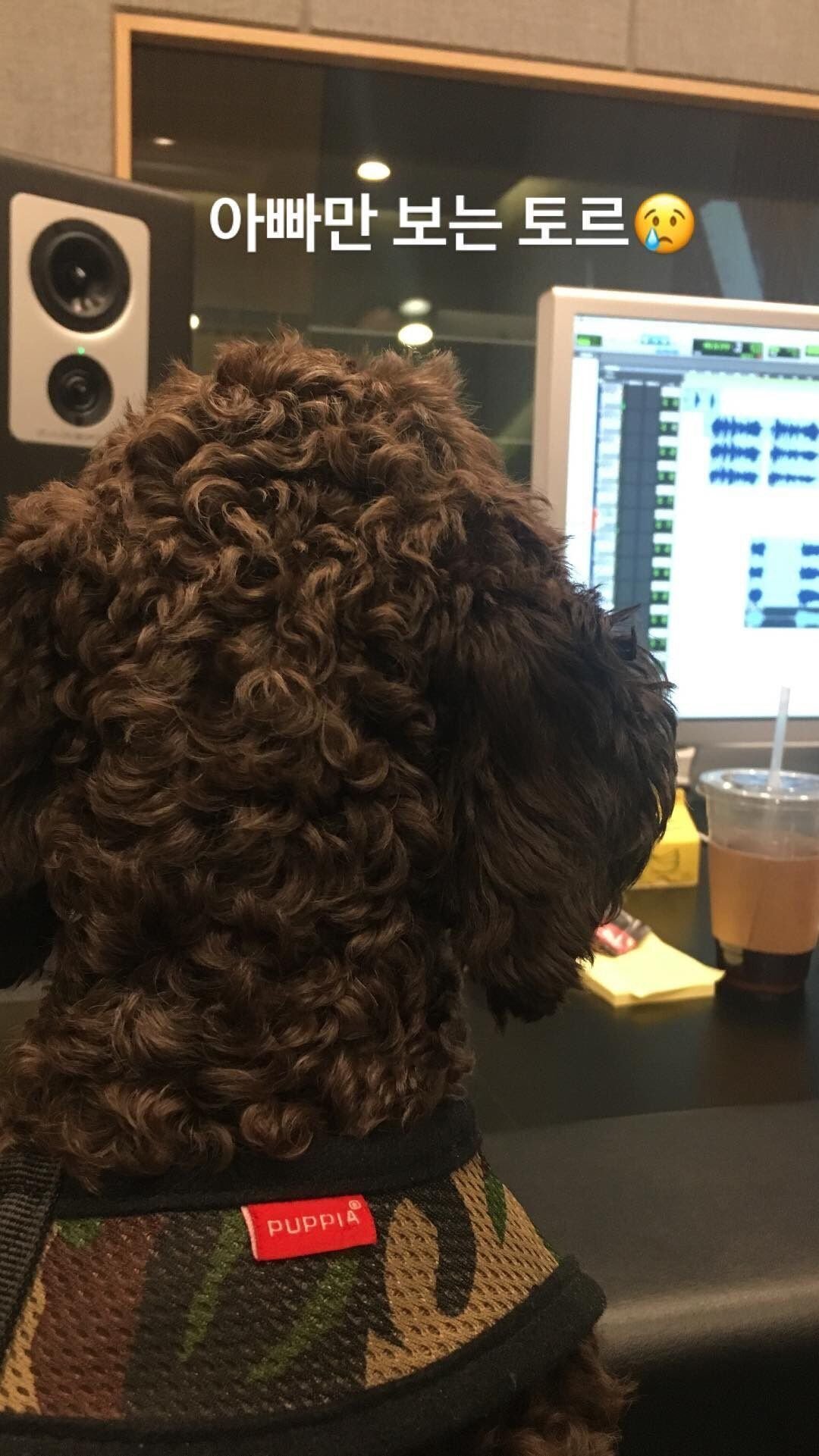 보는 사람도 행복해지는 강승윤 강아지 토르의 변화.jpg | 인스티즈