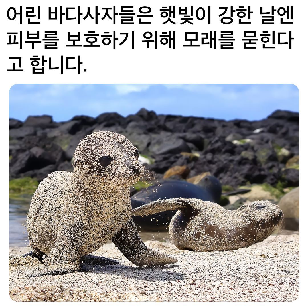 아기 바다사자의 자외선 차단법 | 인스티즈