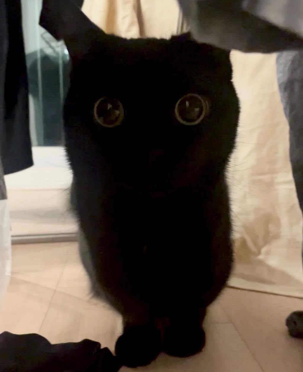 검은 고양이.jpg | 인스티즈