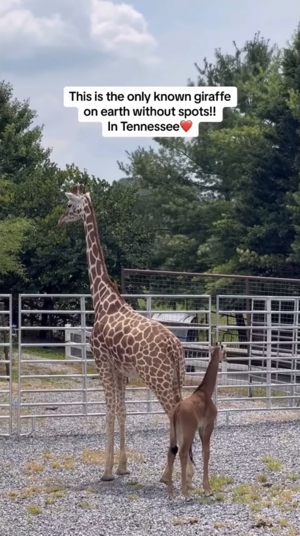 미국에 있다는 민무늬 기린 | 인스티즈