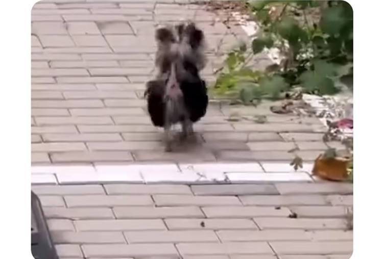 이 강아지 주인은 찾아가시오.jpg | 인스티즈