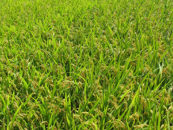 게시글 대표 이미지