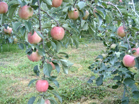 과수원 이미지