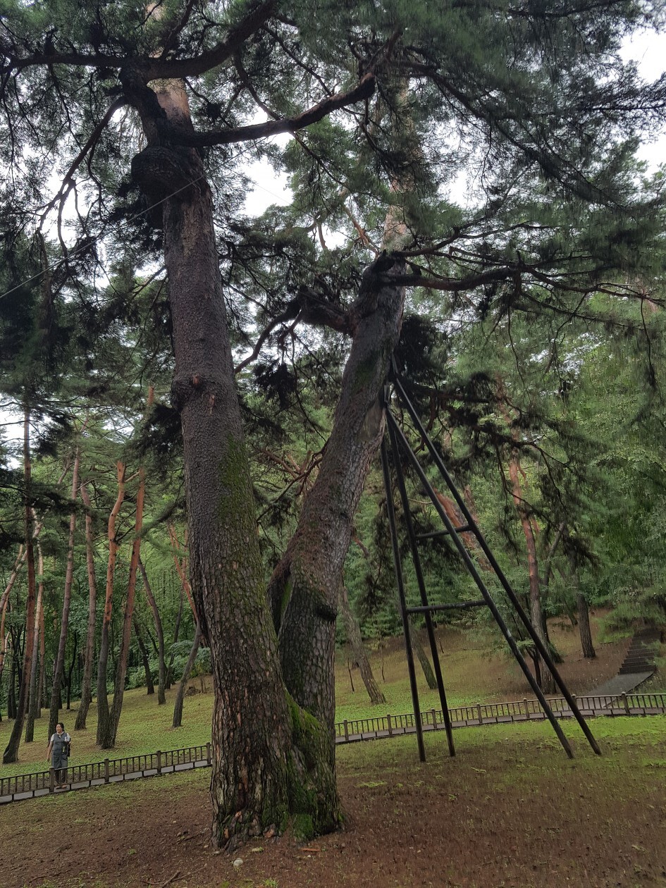 한국소나무집 이미지