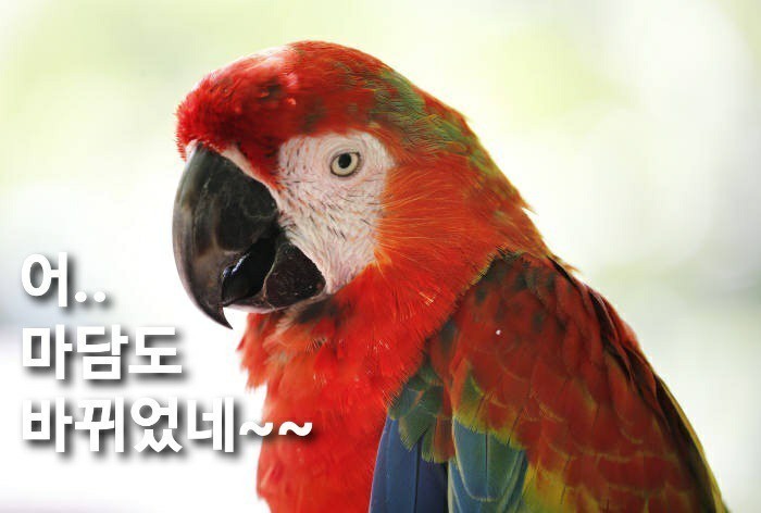 앵무새 이미지