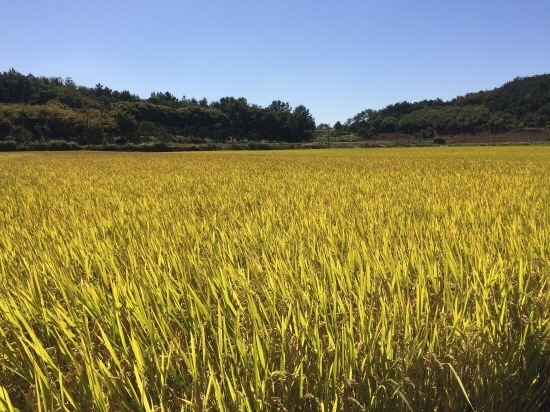 소망보세 이미지