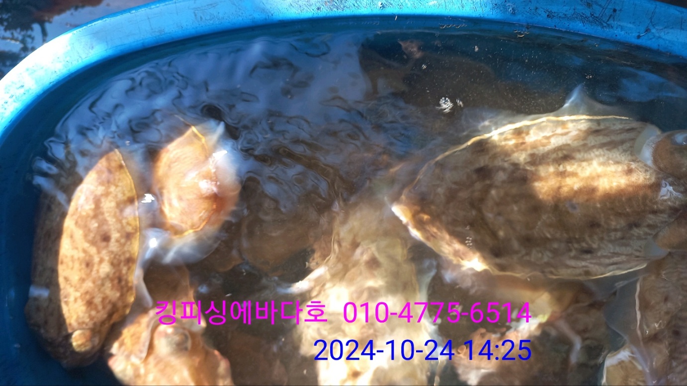 에바다호 이미지