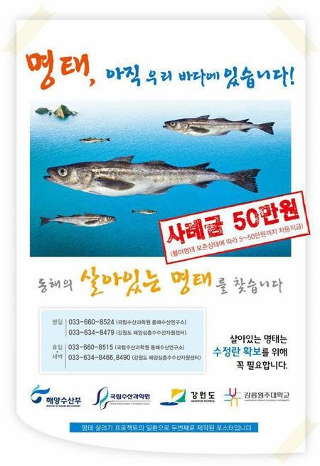 명태새끼 이미지