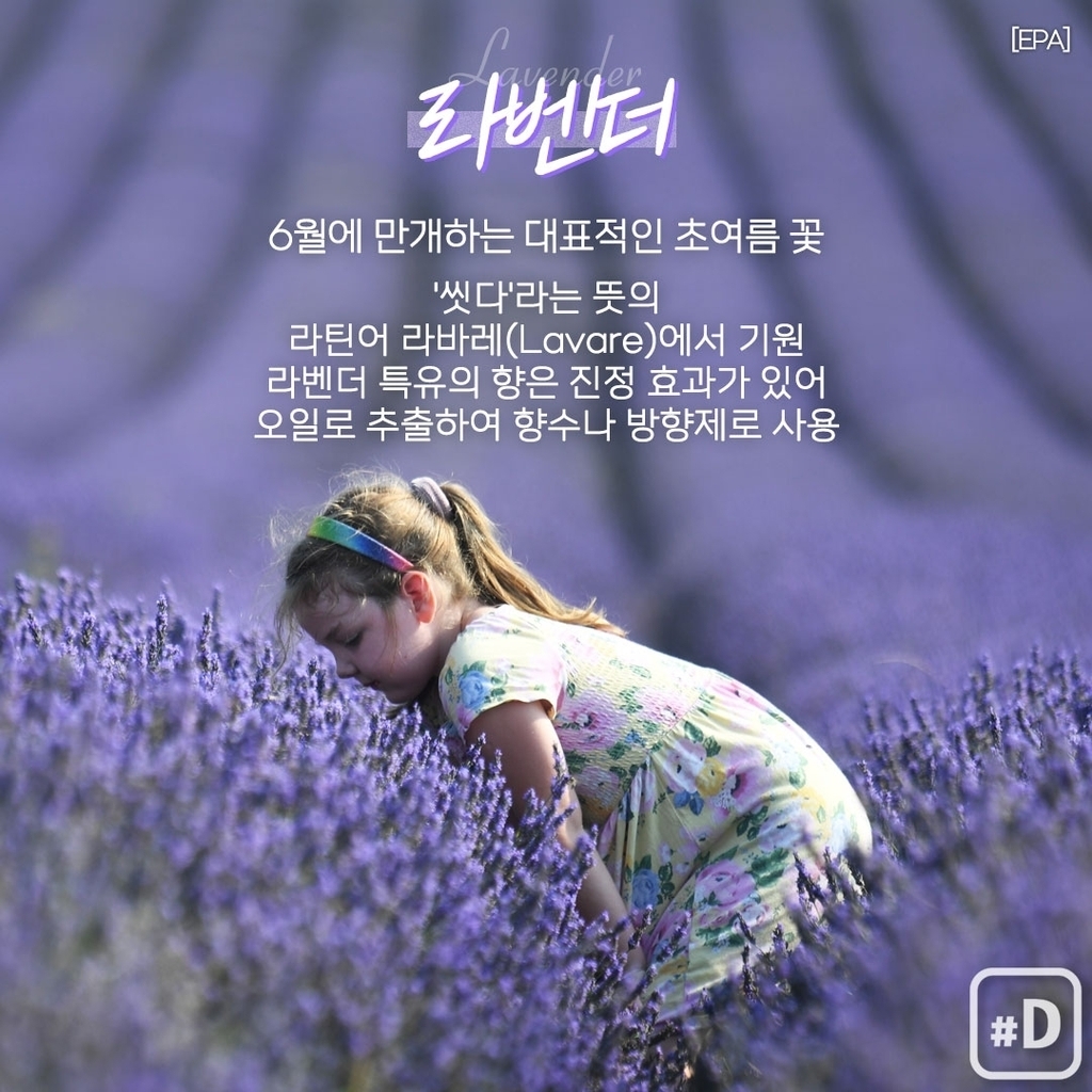 [여행honey] 보라빛 향기에 취할 라벤더 명소 6곳 - 꽃과 나무 탐사 - 서울대학교 우리문화탐사회 서울대학교 우리문화탐사회